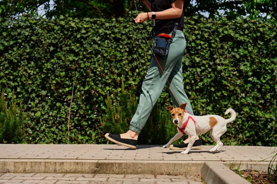 Woman leads her pet at leash at sidewalk