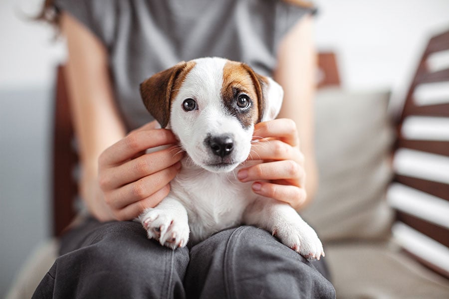 An out-of-focus child sits with a small puppy on her lap